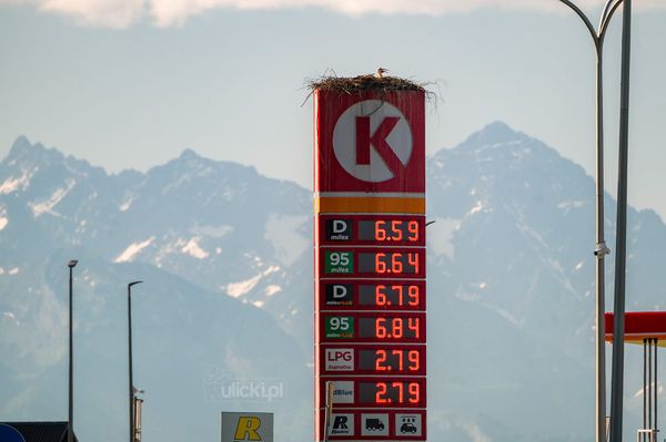 Самое оригинальное гнездо аистов в Польше и, возможно, в мире – на стеле АЗС