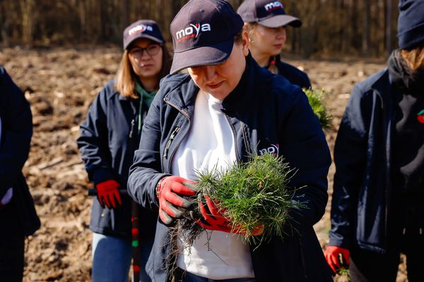 MOYA продолжает экологическую миссию: уже высажено 8000 деревьев