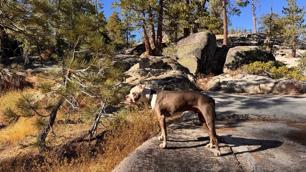 "A gray and white pit bull terrier stands alert on a granite rock ledge, looking off to the left, surrounded by tall pine trees and large boulders on a sunny day."