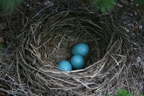 robin eggs