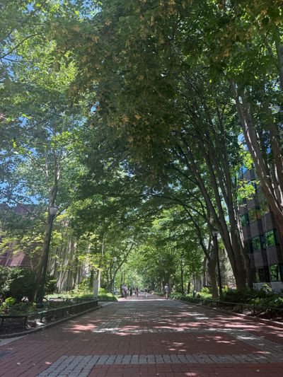 Along the Locust Walk