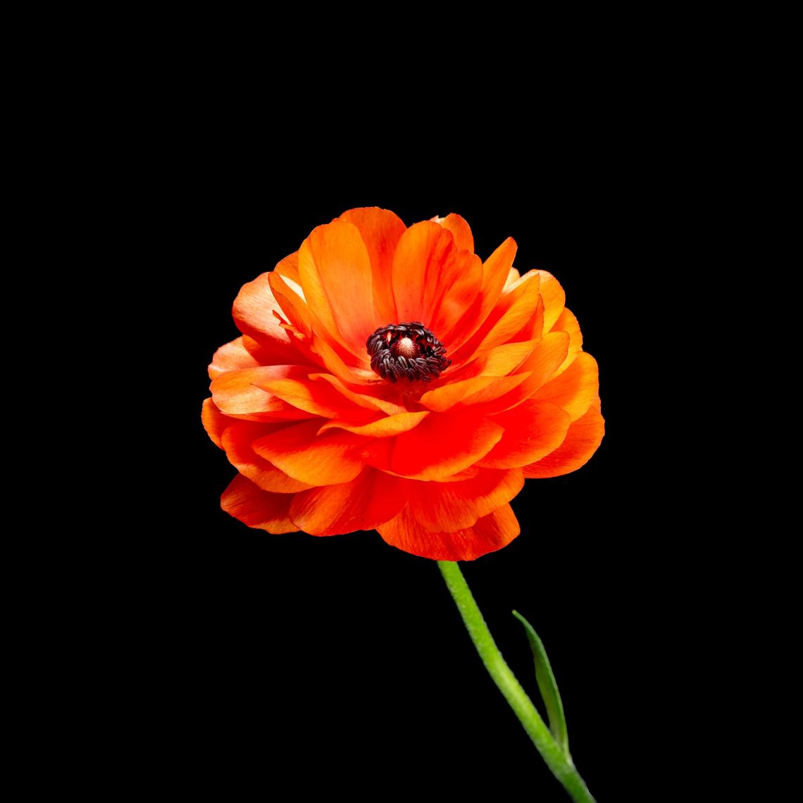 Flower Test 002