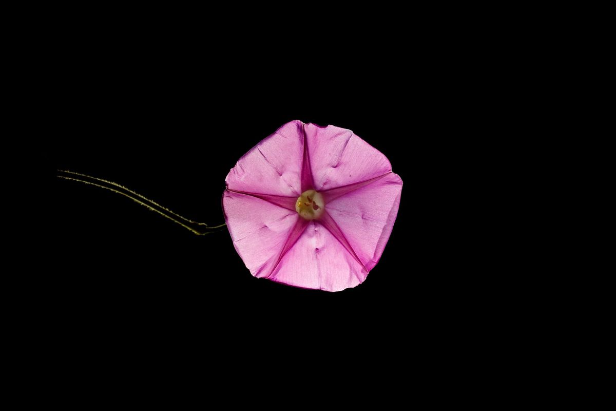 Flower Test 001