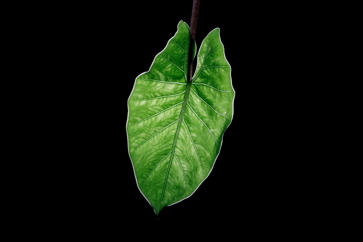 Leaf Test 001
