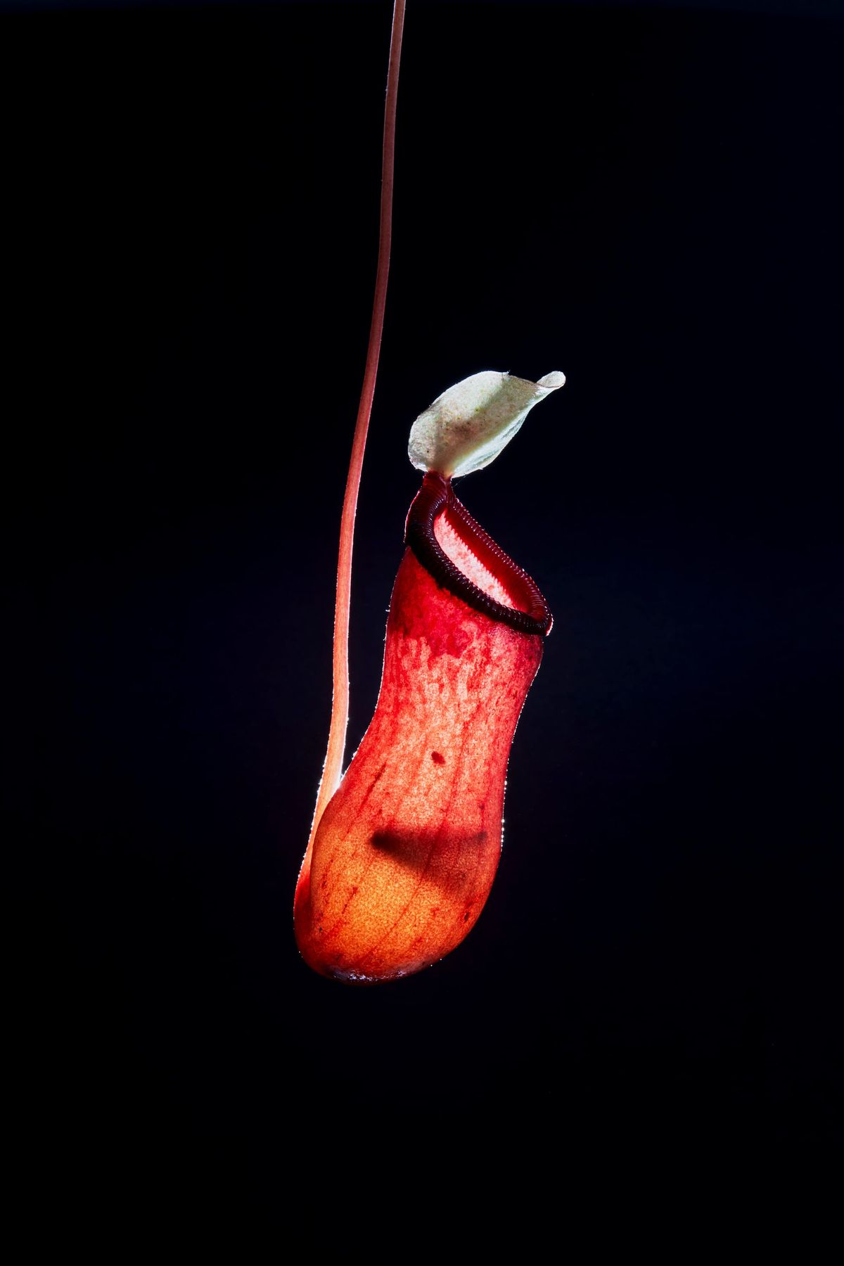 Carnivorous Plant Test 001