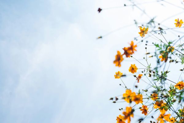 serendipity.