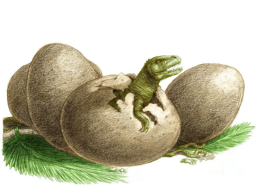 Freshly Hatched