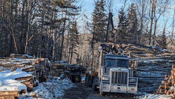 Logs on a truck in a lumber yard.