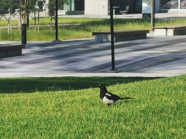 On this rock I will build my church