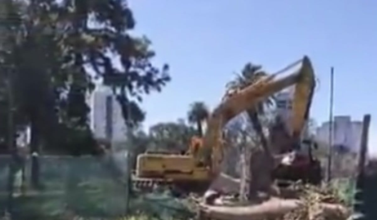 Vecinos cuestionan la tala en el Parque Saavedra