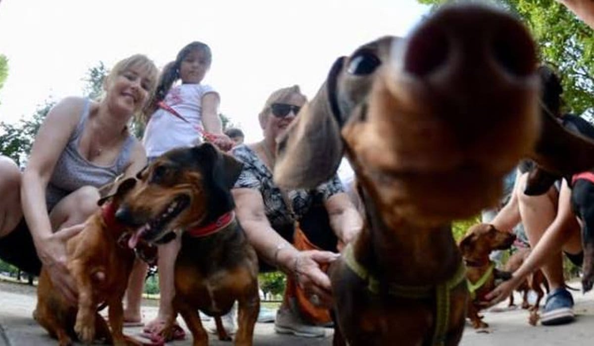 Animales como "seres sintientes" multas y arrestos.