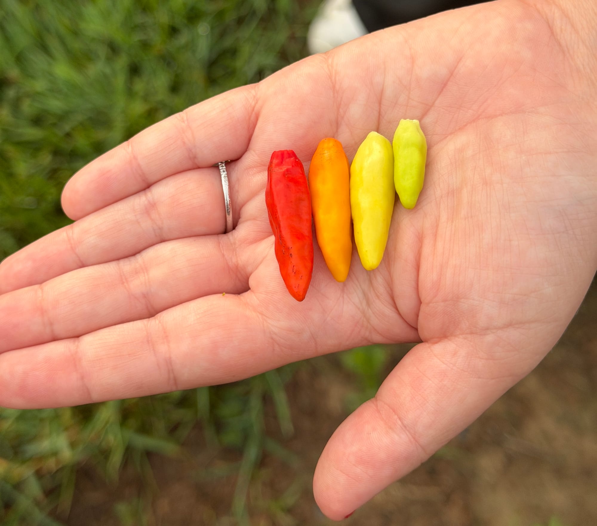 A hand holding four peppers — one red, one orange, one yellow, one green.