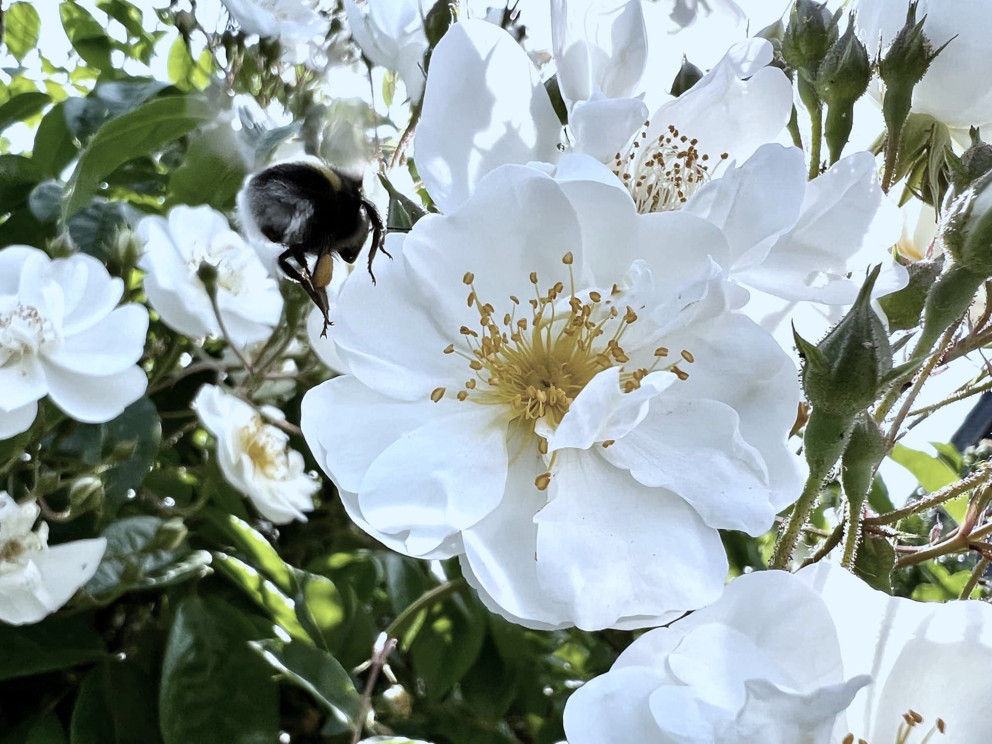 Nature’s Gift in Motion