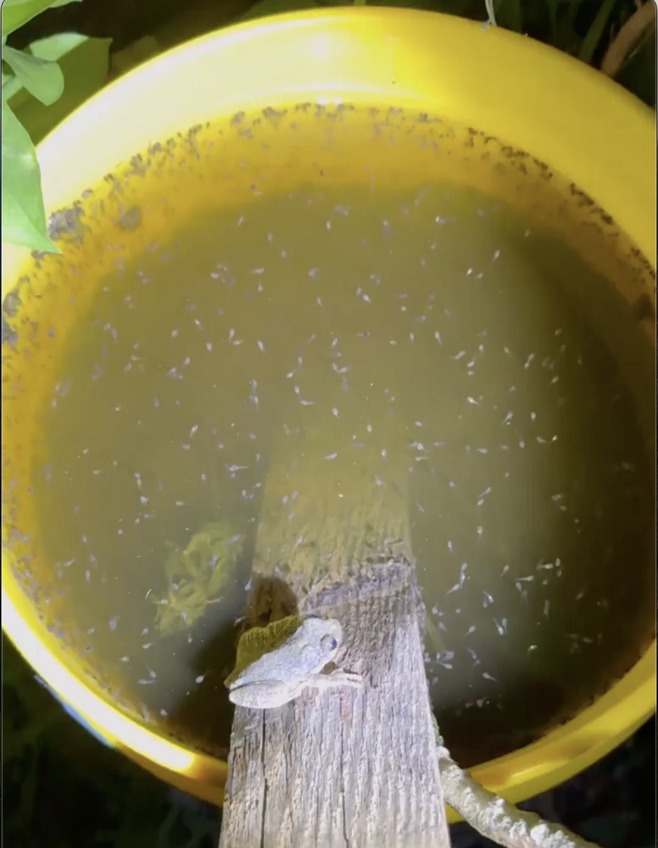A Cope’s Gray Tree Frog sits in a Bucket of Doom watching hundreds of small tadpoles. 