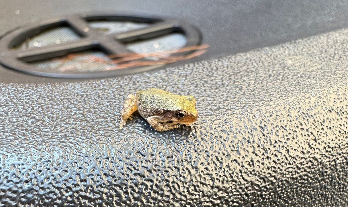 Some hidden benefits of a Bucket of Doom