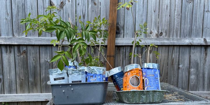 A dozen elderberry cuttings planted in reused coffee pouches sitting in front of a wooden fence.