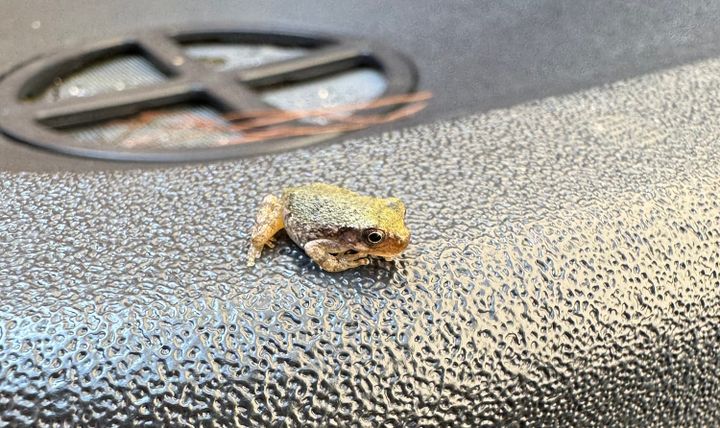 A close up image of a small frog, less than an inch long, on a black rain barrel.