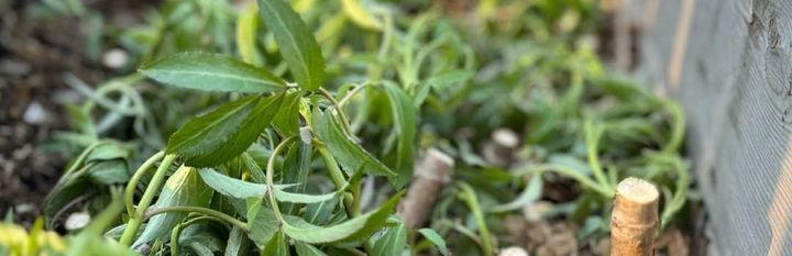 Backyard Nursery Pt. 2