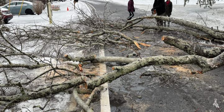 A large tree is laying across a snowy, icy road. A couple people are in the background moving limbs out of the way. 