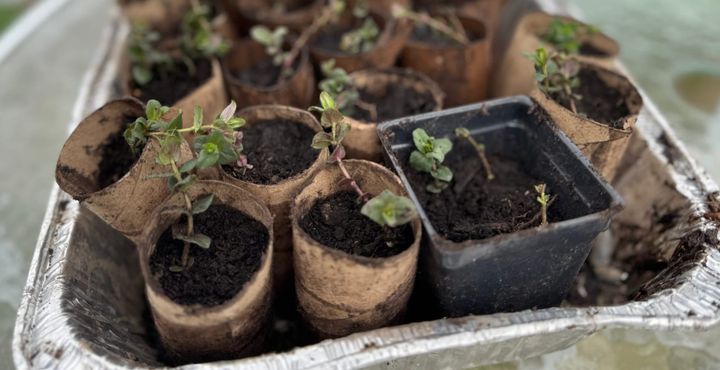 Photo of a food tray, repurposed to hold cuttings of clustered mountain mint planted in repurposed toilet paper rolls. 