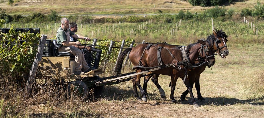 Crama Delta Dunarii, La Sapata, Aligoté - Romania, 2023