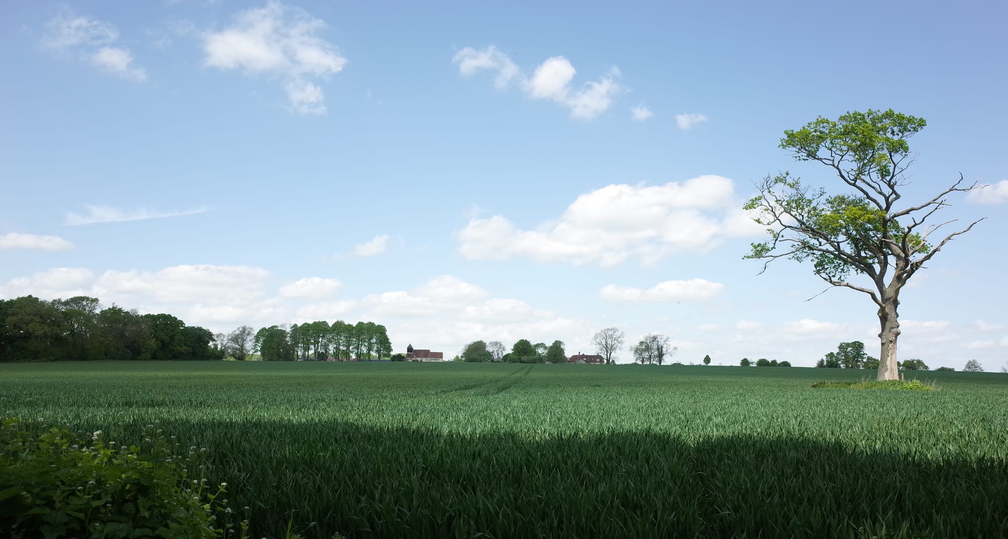 A photograph of a tree in a field outside Farley Mount Church
