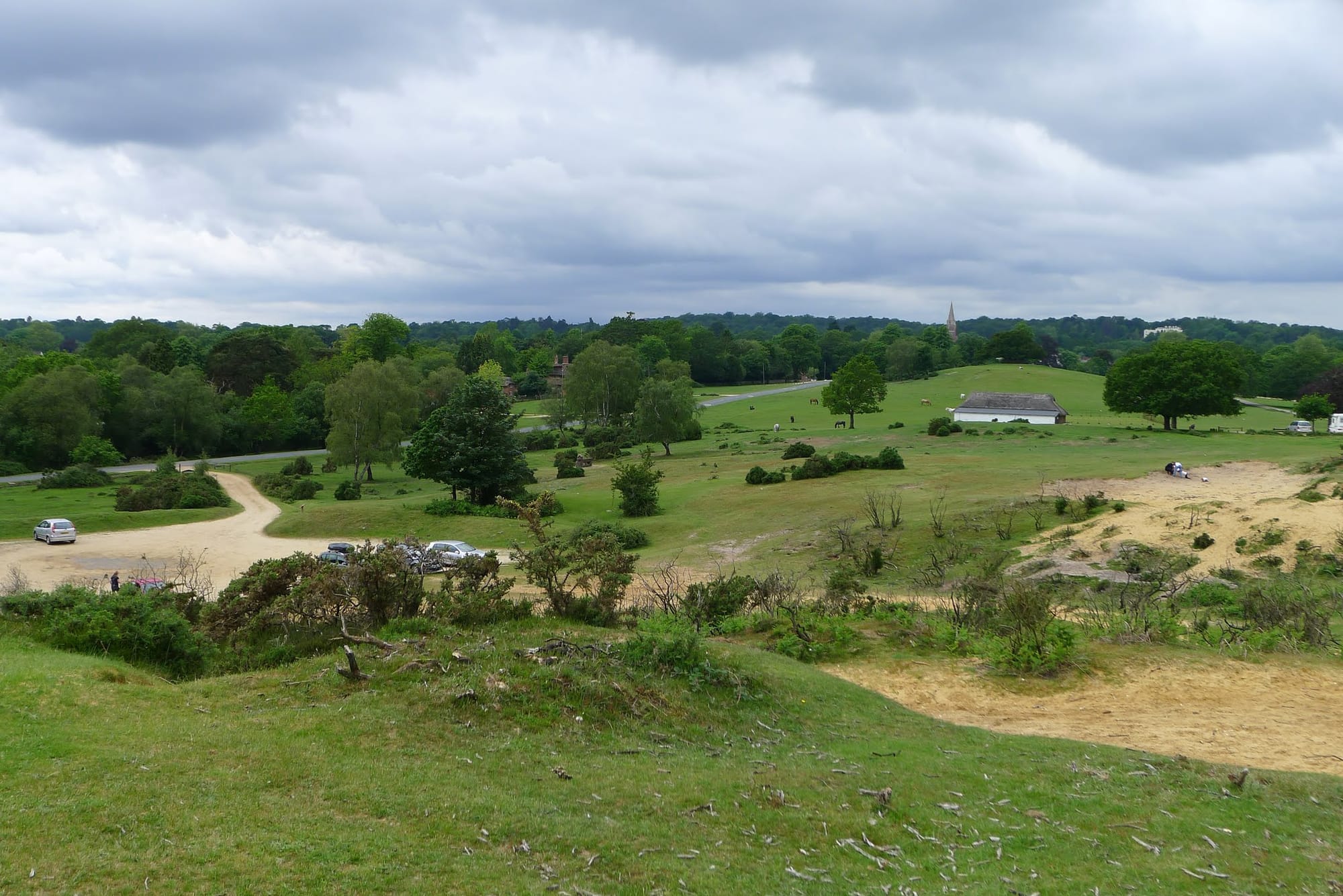 A photo of the New Forest