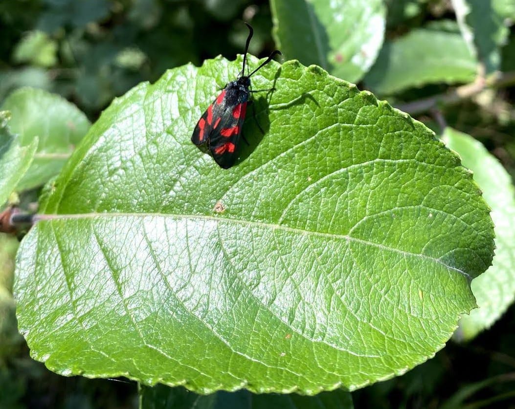 A photo of a small bug with red wings