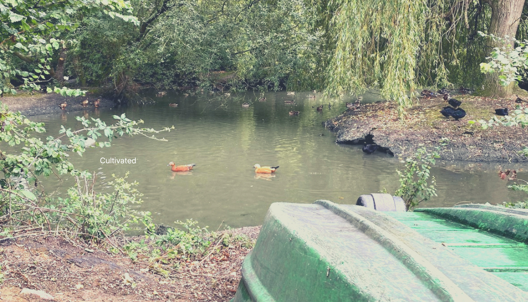 A photo of a small river with two ducks swimming on it and a green boat on the shore
