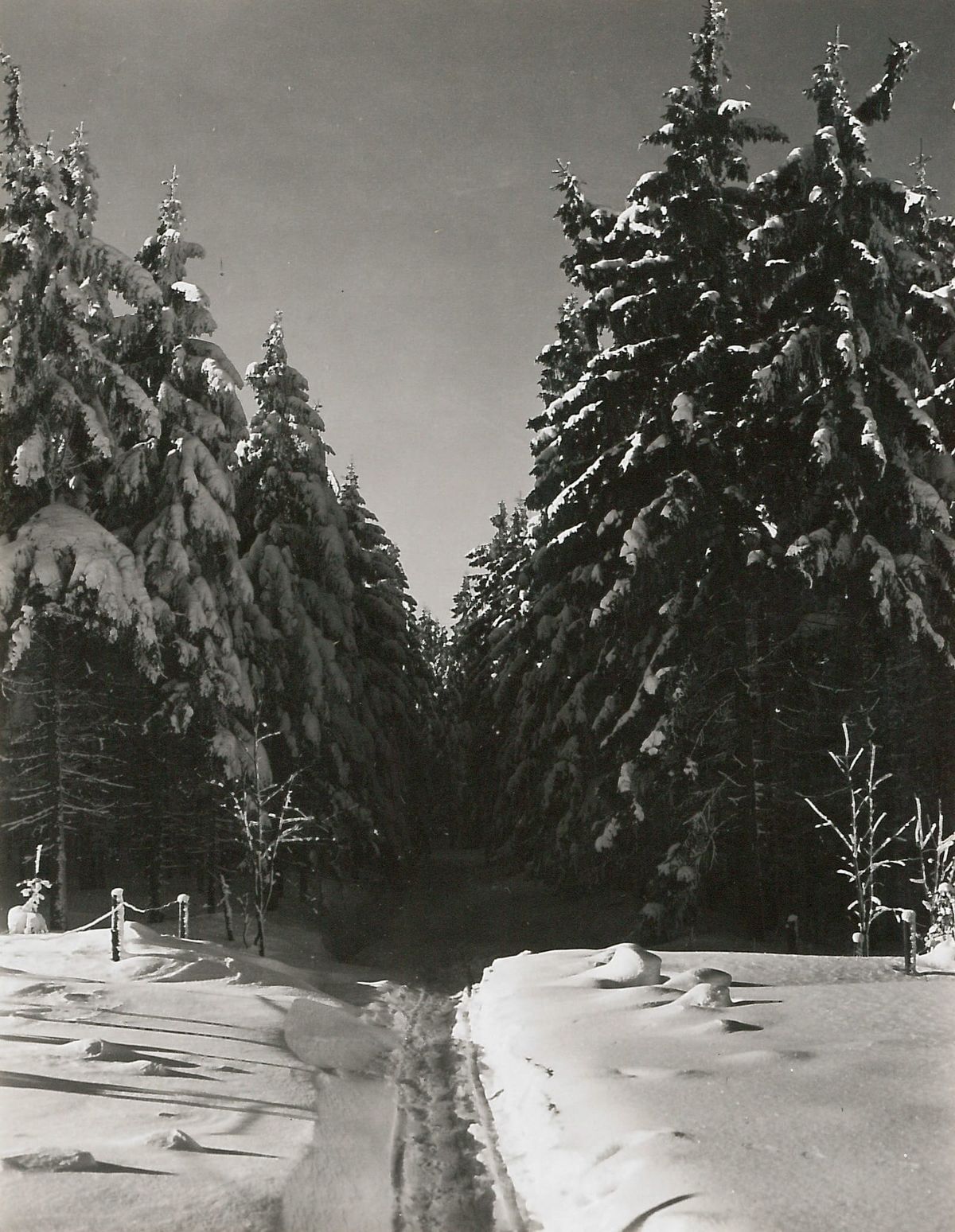 A photo of a path through snow covered woodland - source: Deutsche Fotothek, Germany - CC BY-SA.