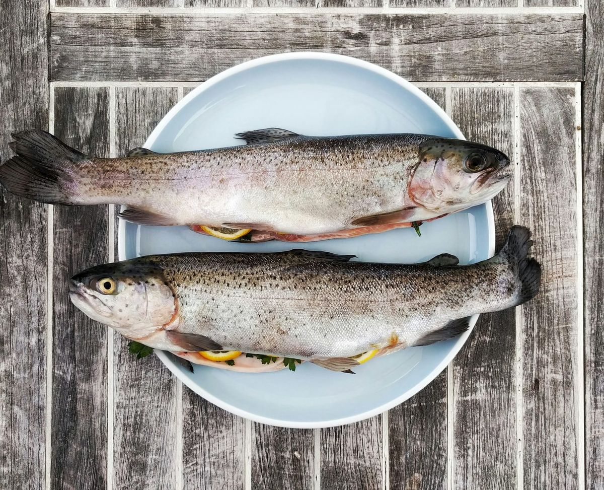 No fish in the studio
