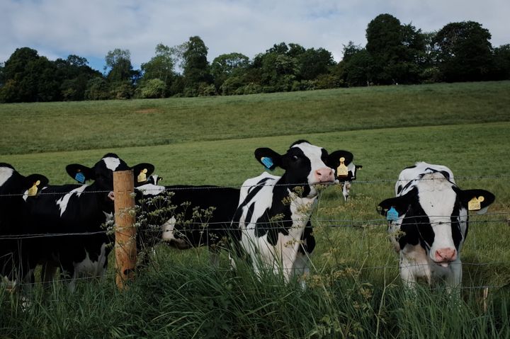 A photo of some cows in a field