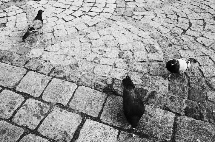 Three pigeons in a town square in Wroclaw, Poland