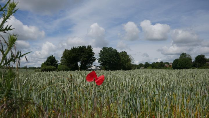 A photo of a poppy in a field