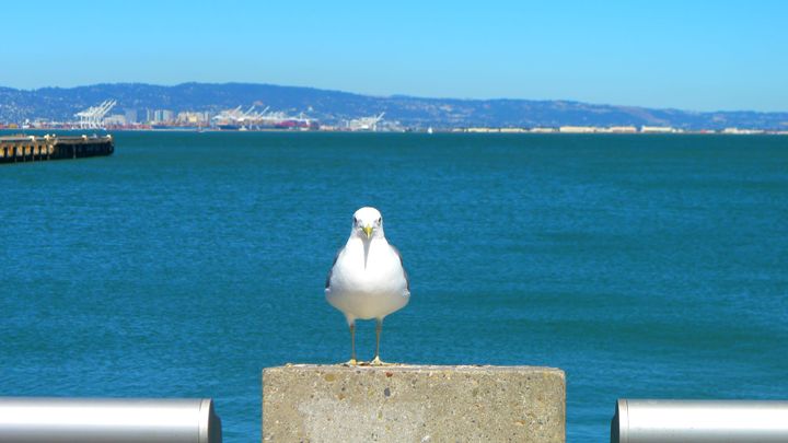 A photo of a Seagull in San Francisco