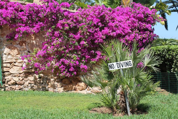 A photo of some bright flowers on a wall in Spain with a sign that say No Diving