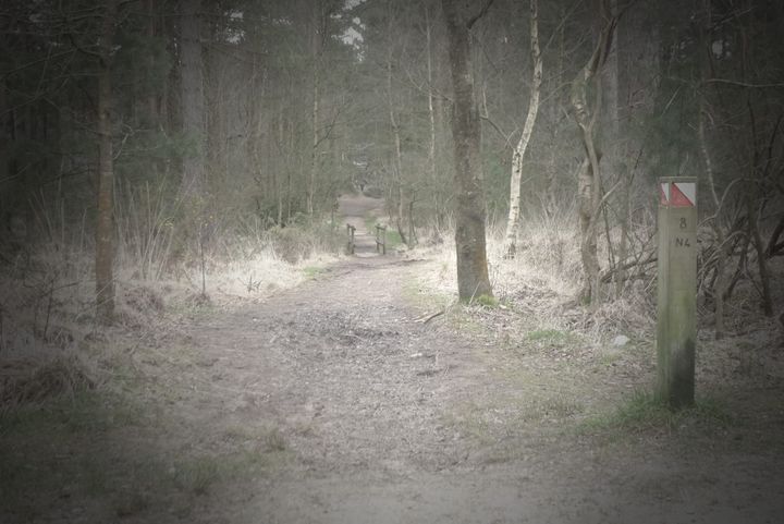 A photo of some woodland