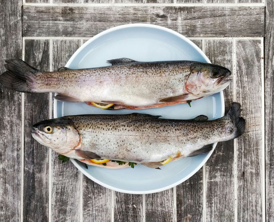 No fish in the studio