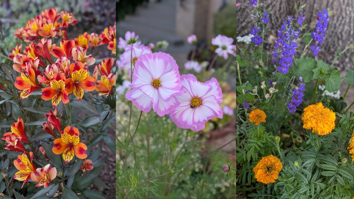 Three photos in sequence of where the subject is various flowers in California.