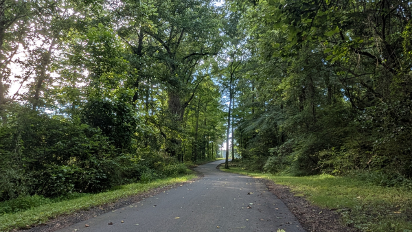 Single lane asphalt road with lush summer greenery on either side of the road.