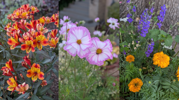 Three photos in sequence of where the subject is various flowers in California.