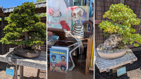 Bonsai trees bookend an image of a skeleton with glasses and reading a book as it rest on a ledge.