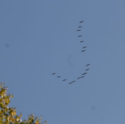 cranes