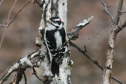 20091015woodpeck