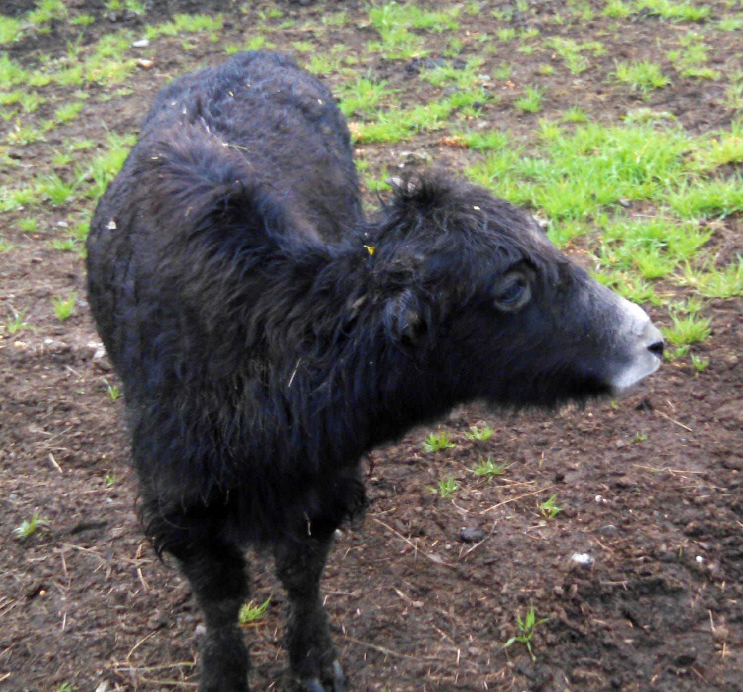 Even baby yaks can handle the cold of an Alaskan winter.