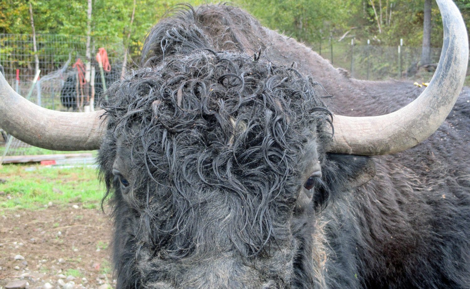 Bull