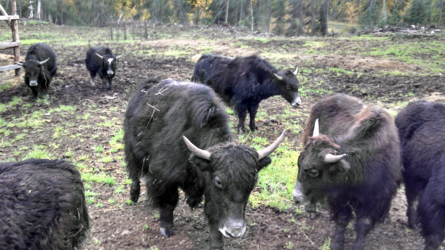 Yaks