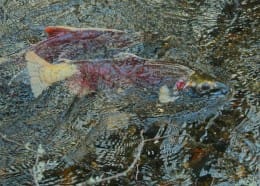 a pair of male Cohos head upstream