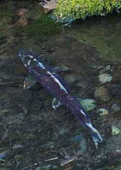 female Coho rests in a pool