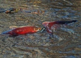 sparring male salmon